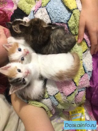 Отдам котят в хорошие руки БЕСПЛАТНО