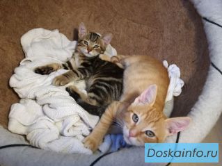 Котята в добрые руки