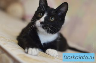 Замечательный котик Демьян срочно ищет дом!!!