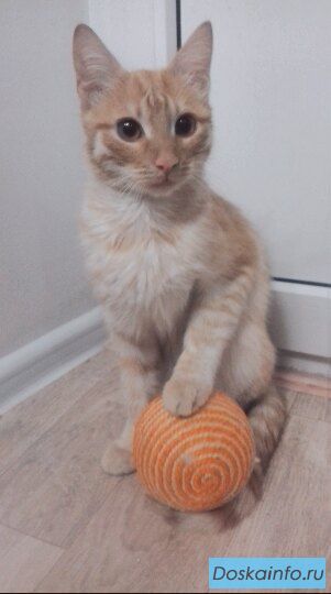 КОТИК ОБОРМОТИК В ДАР
