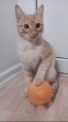 КОТИК ОБОРМОТИК В ДАР