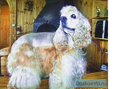 Стрижка собак и кошек всех пород. Выезд. МАСТЕР ЧУБЧИК.