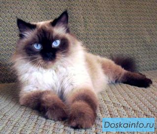 Молодой шикарный тайский кот Кай ищет дом и семью