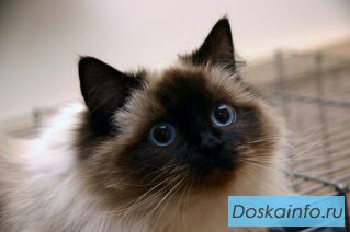 Молодая тайская кошечка Мона  ищет дом и семью