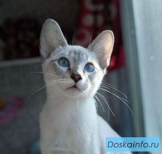 Тайский котенок Марсик ищет дом и семью.