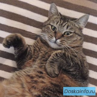 Кошка, которая должна была умереть, ищет новый дом