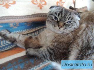 Шотландская кошка Алиса вислоухая ищет новый дом