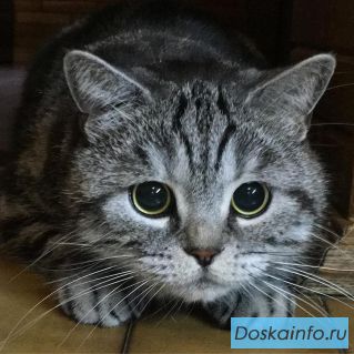Британский кот мраморного окраса