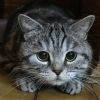 Британский кот мраморного окраса