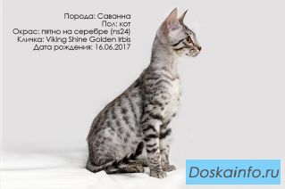 Котята Саванны