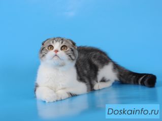 Котенок  шотландской вислоухой в самые добрые и заботливые руки