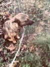 Счастливчик Тима ищет хозяев