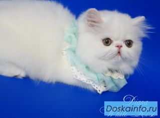 Персидский котенок белого окраса Диана