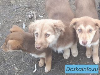 Щенки бесплатно