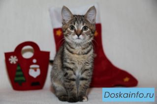 Девочка Клёпочка в добрые руки!
