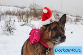 Немецкая овчарка в дар 