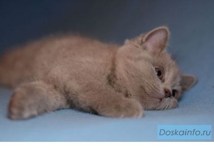 Британские элитные котята