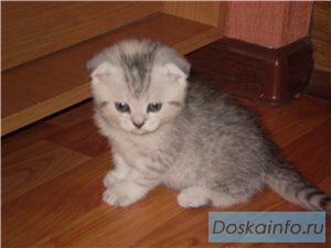 Вислоухие котята