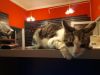 Маленький котик