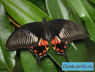 Экзотические Живые Бабочки изЮАР