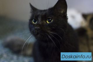 Кошечка Турция ищет дом!
