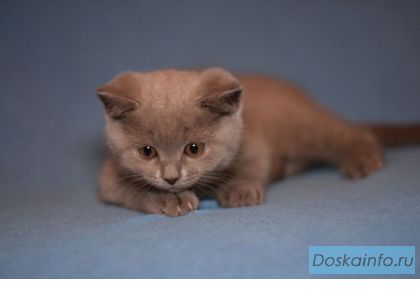 Элитные плюшевые британцы