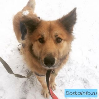 Собака Лисичка в добрые руки Овчарка в дар