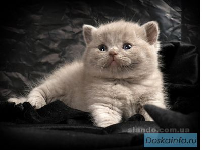 Iотландские вислоухие и шотландские страйт котята
