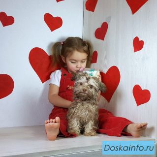 Русская Цветная Болонка