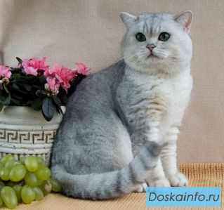 Продажа элитных британских котят в Чехии