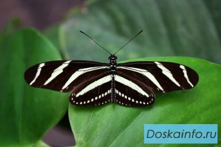Тропические Живые Бабочки изЮжной Америки