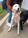 В добрые и любящие руки