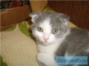 Британские   кошечки  и котики