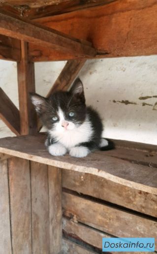 Милые котята
