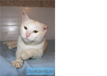 Плюшевый трехцветный котик с необычным именем в дар!