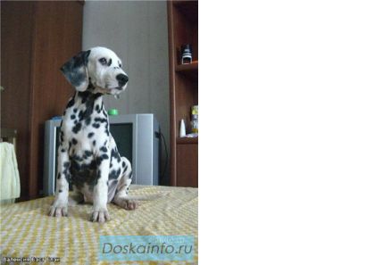Щенки Далматина, с документами, привиты, гуляют!