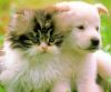 Купить : Ветеринария. Биокорректоры для здоровья всех животных