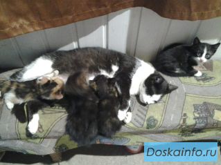 Отдам чудесных пушистиков-котят