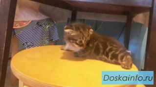 Вислоухие котята (шотландцы)