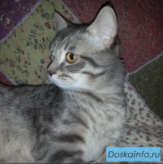 Котенок - подросток в добрые руки
