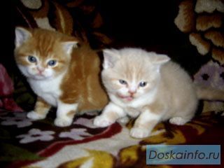 Котята редких модных окрасов
