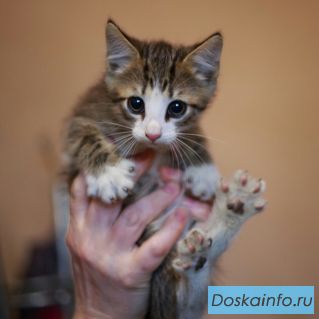 СПб! Малышка Днепропетровская ищет дом!