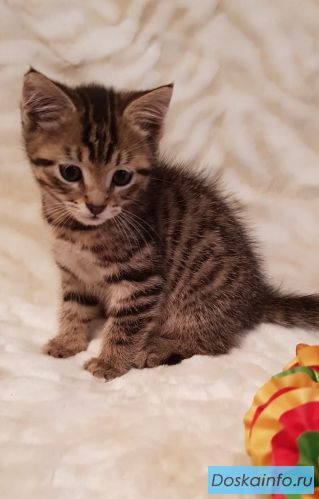 Котенок в добрые руки 