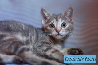 Котенок 