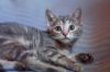 Котенок 