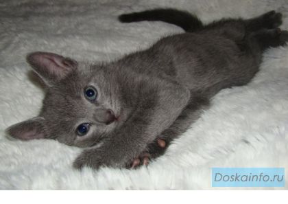 Котенок(кошка) порода русская голубая