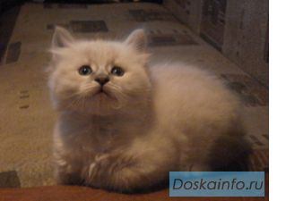 Котята невские маскарадные