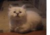 Котята невские маскарадные