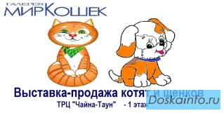 Выставка кошек продажа котят