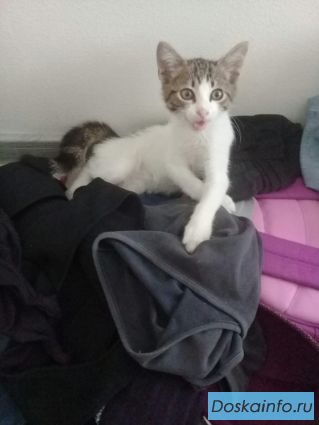 Спасенный котенок ищет дом